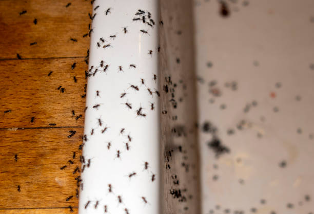 Best Wildlife Control Services  in Shamrock, TX