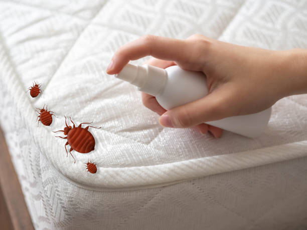 Best Best Pest Control Companies  in Shamrock, TX