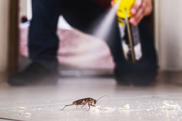 Best Mosquito Control Services  in Shamrock, TX